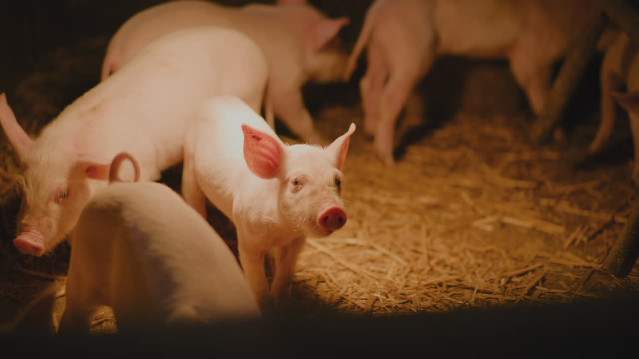 창고 에 있는 돼지 들