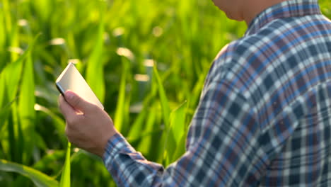 Back-view:-the-Modern-farmer-in-his-shirt-and-baseball-cap-with-tablet-computer-in-the-hands-of-the-hand-touches-the-leaves-of-corn-in-field-at-sunset-by-analyzing-the-state-of-the-harvest-and-health-of-plants.-Modern-agriculture