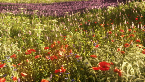 Wildblumengarten-Mit-Mohnblumen-Mit-Morgensonne