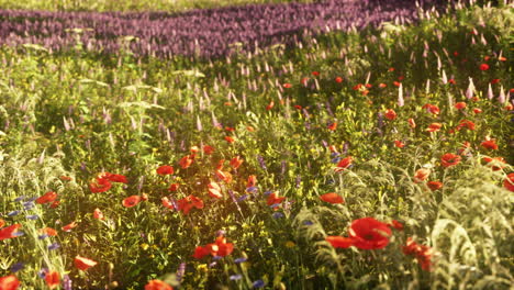 wild flower garden with poppies with morning sunlight