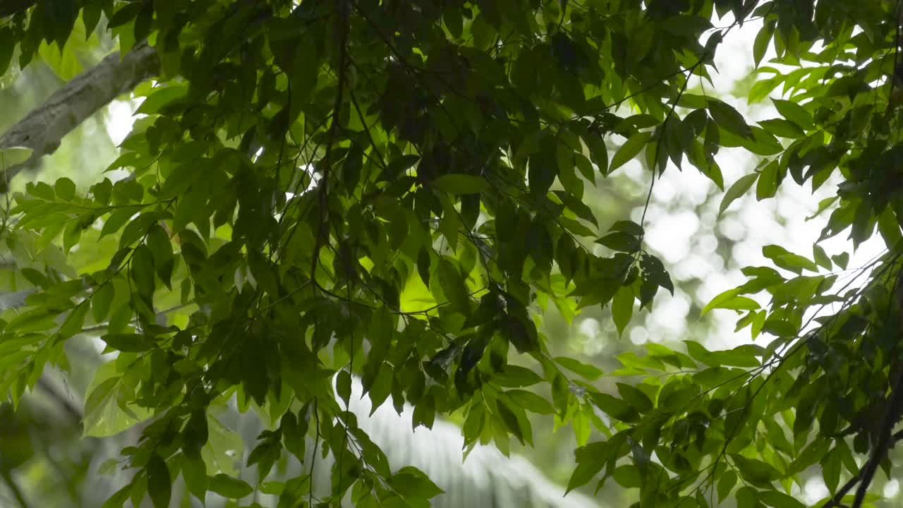 Monkey with long tail sitting on a tree branch
