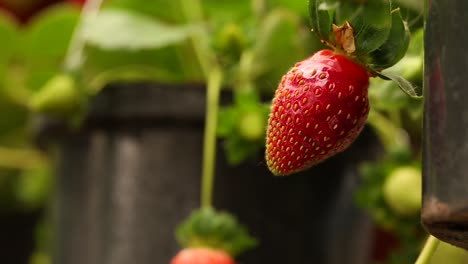 planta de fresa en jardín