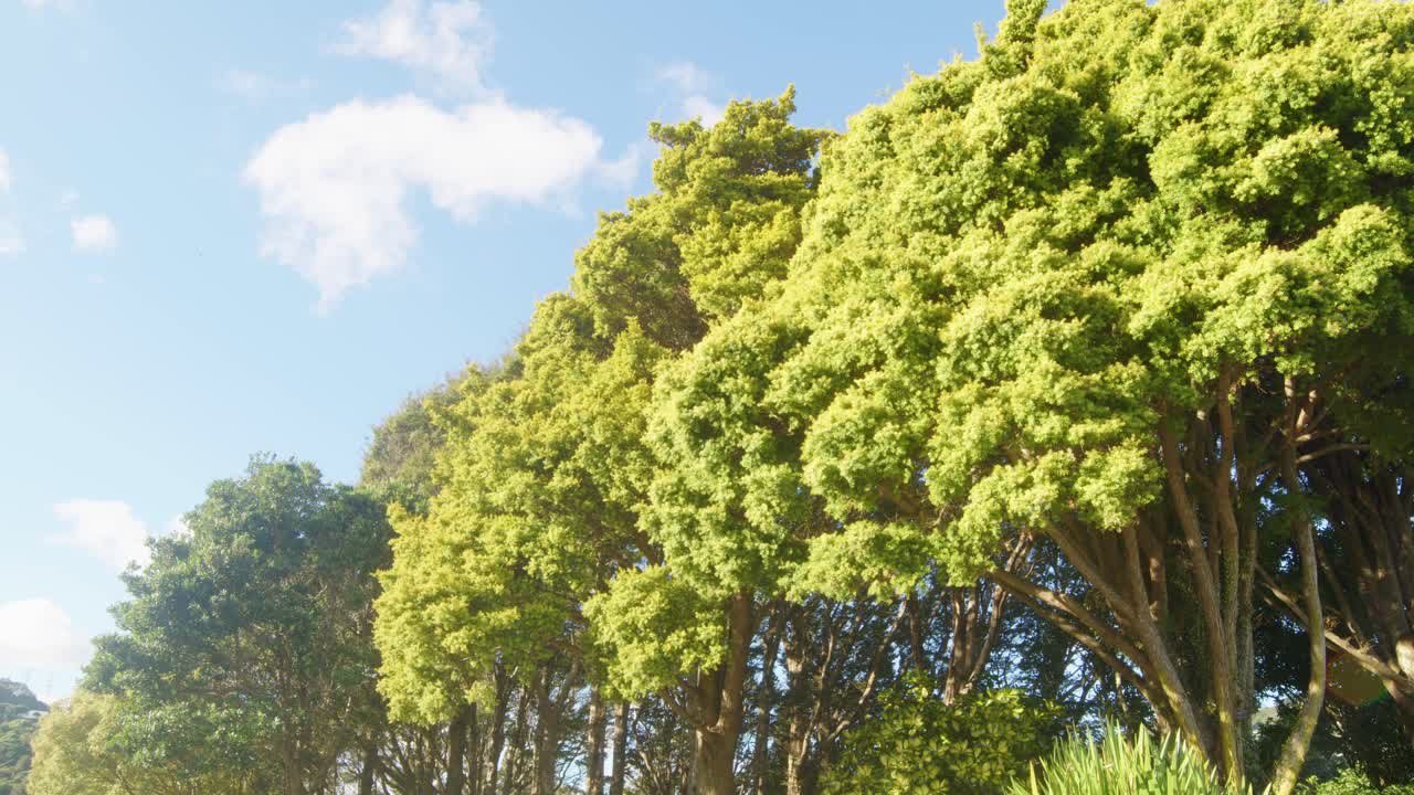 A low angle panning wide shot of two Golden Totara trees