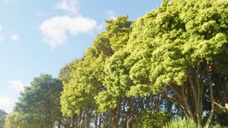 a low angle panning wide shot of two golden totara trees