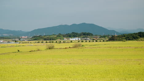 broad yellow ripe rice farm fields in gunsan countryside - zoom out