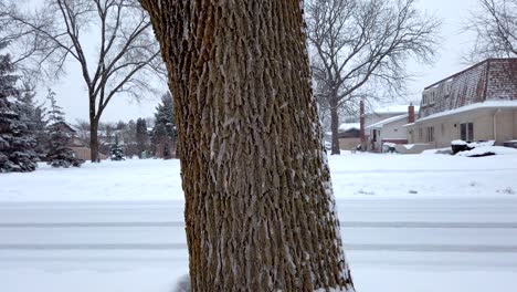 standing tree trunk with snow flurries on a cold day