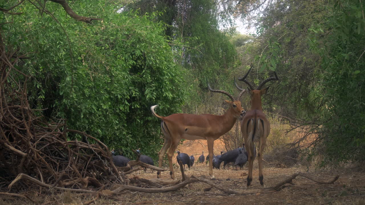Impala aepyceros melampus petersi, Africa