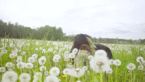 a dog walking at the meadow