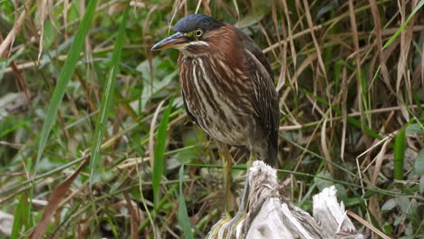 a brown river bird stands very still and watches over the surrounding