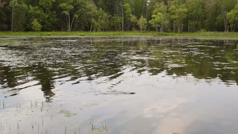 a beaver swimming across a forest dam before submerging itself diving down into deeper waters on a beautiful day outdoors, canada