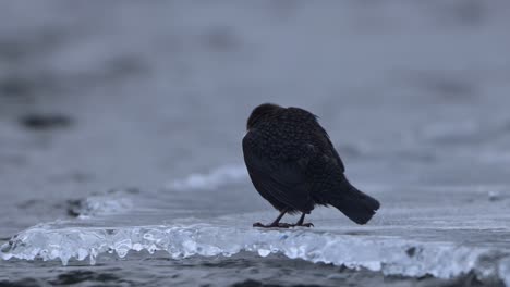 White-Throated-Dipper-Riverside-Grooming,-winter-morning-handheld-slow-motion