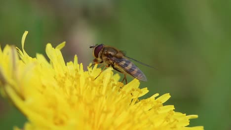 Hoverfly-washing-its-face,-perched-on-a-Dandelion-flower