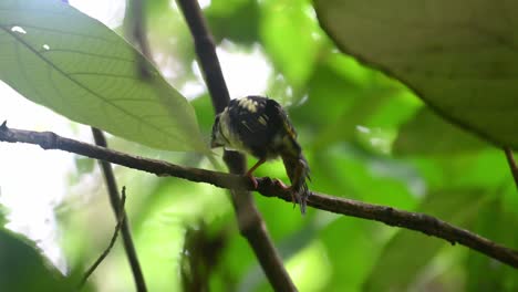 Black-and-yellow-Broadbill,-Eurylaimus-ochromalus,-a-fledgling-in-Kaeng-Krachan-National-Park,-Thailand