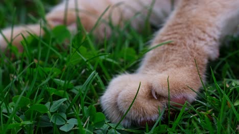 close up paw and claws of orange - red haired cat lying the grass performing on a summer day