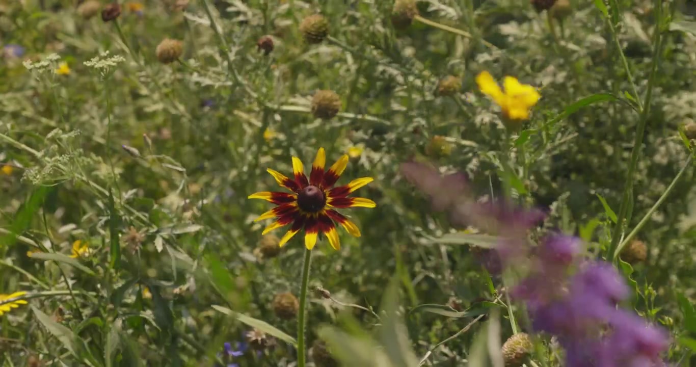 Una forte brezza estiva muove cespugli di fiori selvatici tra la vegetazione verde circostante, catturando il movimento naturale delle piante in un ambiente da giardino.