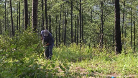 man working in the forest with a hoe to plant a tree