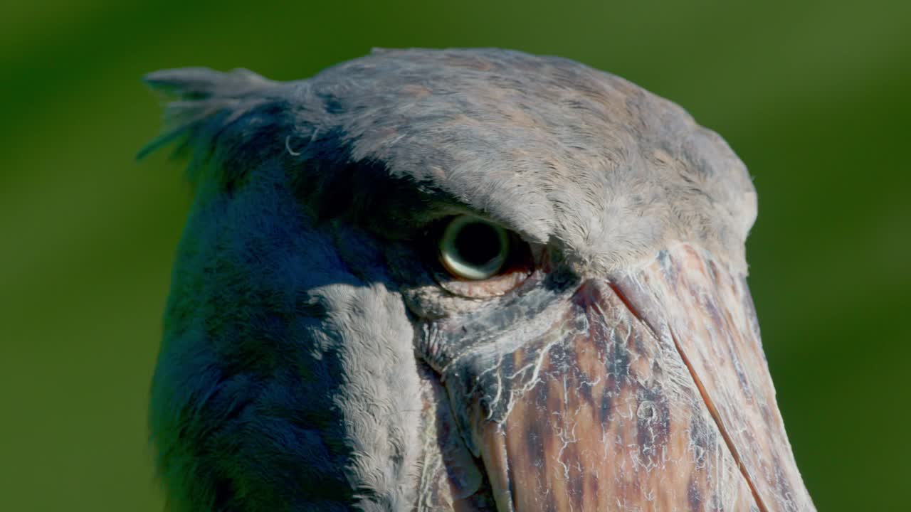 alerta de la cigüeña zapatera cazando peces en los humedales de entebbe, uganda, áfrica oriental.