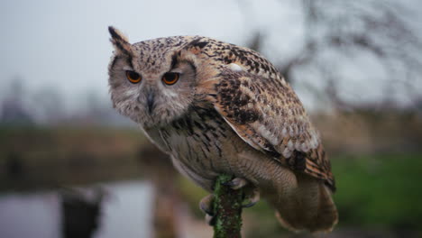 eagle owl portrait