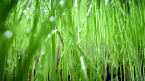 green grass close-up super macro shooting.