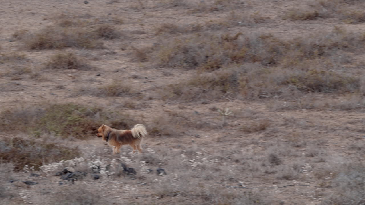 el perro corre entre la hierba en el campo