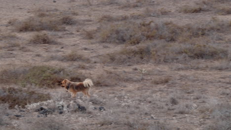 el perro corre entre la hierba en el campo