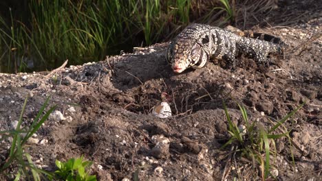 a tegu checks out an abandoned nest of eggs in florida