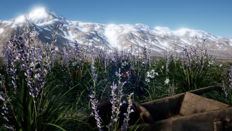 campo de lavanda con cielo azul y cubierta de montaña con nieve