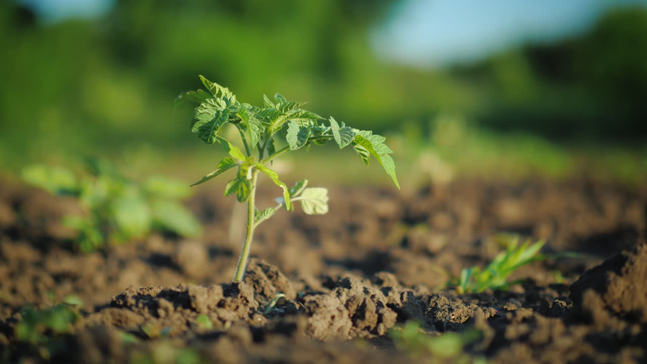 chorros de agua riegan un pequeño brote verde de tomate 4k video