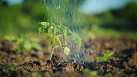 Chorros-De-Agua-Riegan-Un-Pequeño-Brote-Verde-De-Tomate-Video-4k