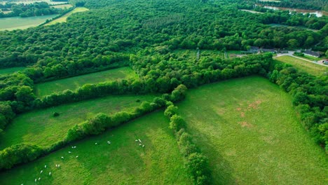 flock of sheep grazing on green meadow surrounded by dense forest landscape