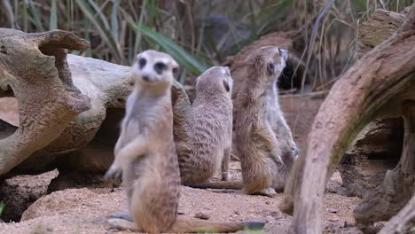 a group of meerkats standing on the ground by rotting tree trunks on the ground and looking at their surroundings, guarding - close up