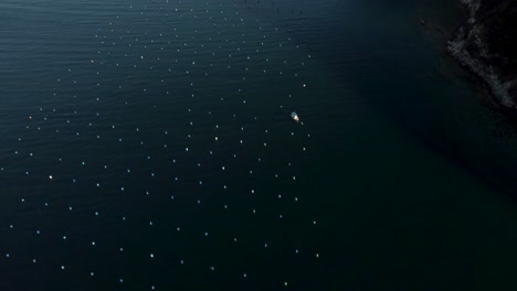 top down and reveal aerial of mussel farms and steep cliffs. ocean farming in the mediterranean