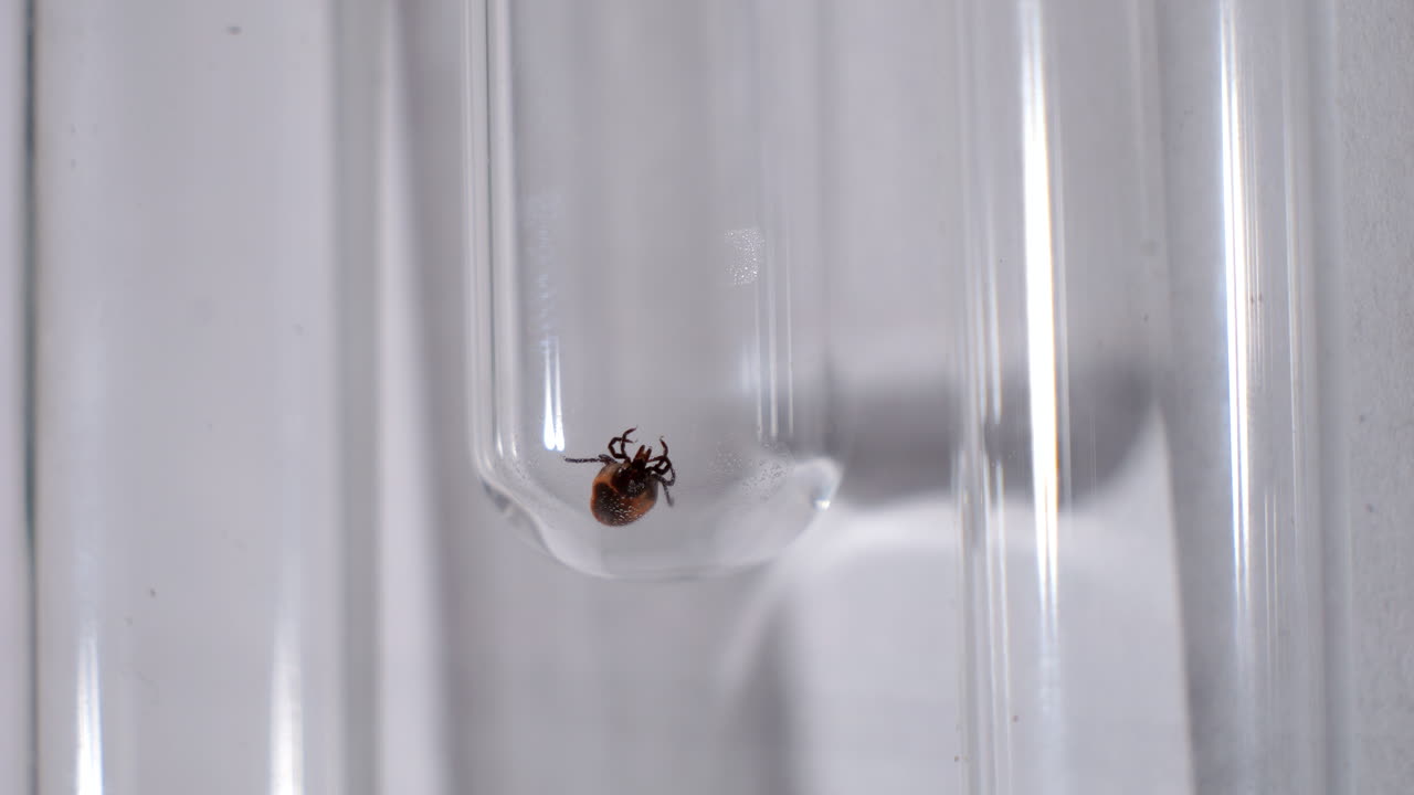 tubo de ensayo con garrapata en el laboratorio, el investigador tira del tubo de ensayo con la mano
