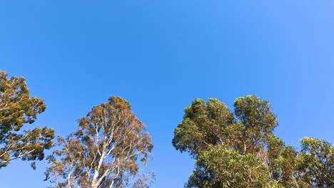 eucalyptus trees against a clear blue sky