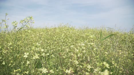 a bright scene of flowers in a field moving with the breeze, nature rural shot