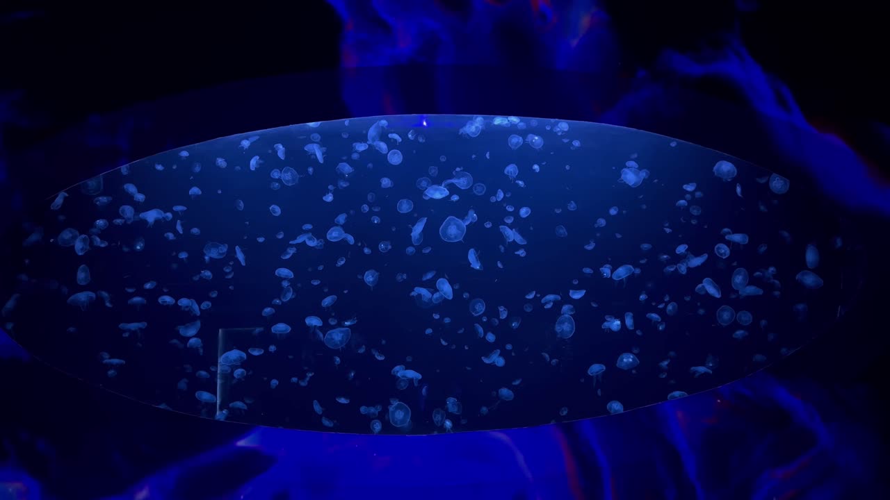 총알 눈 창에 해파리