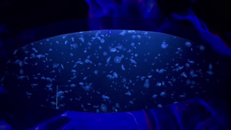medusas en una ventana de ojo de bala