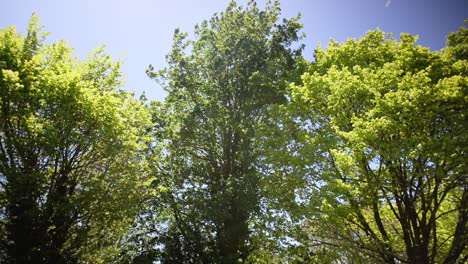 许多花<unk>被温暖的夏季风吹走