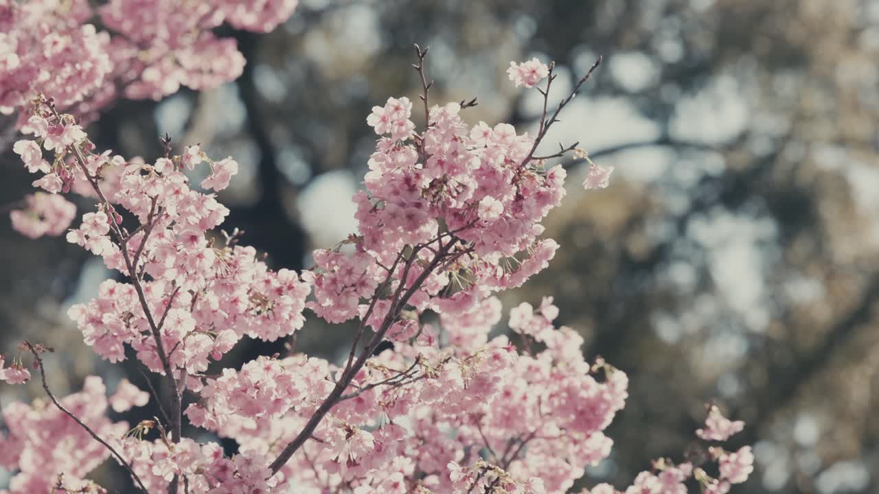 las flores de cerezo rosadas que florecen en primavera en tokio, japón