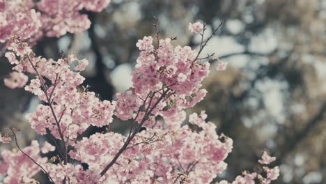 Pink-Cherry-Blossoms-Blooming-In-Spring-In-Tokyo,-Japan