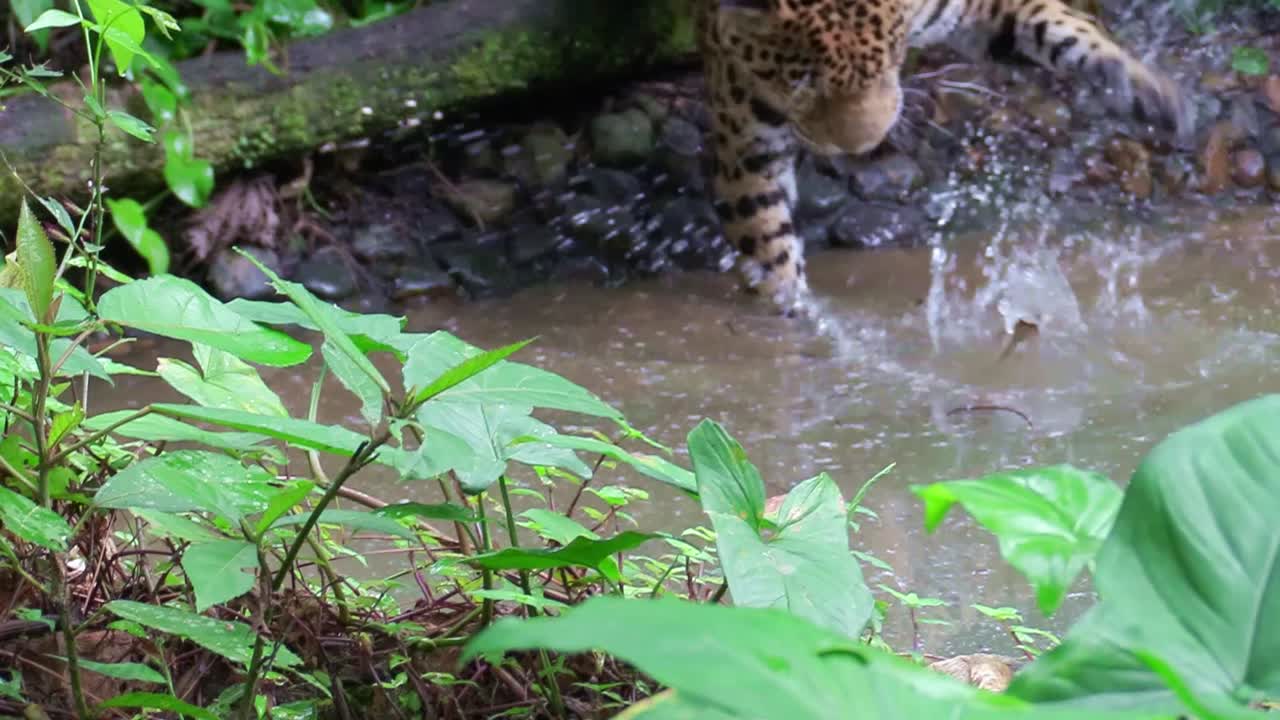 un hermoso jaguar camina por un río en la jungla