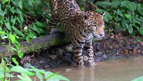 a beautiful jaguar walks through a river in the jungle