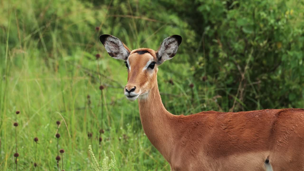 impala hembra en el parque nacional del lago mburo en uganda, áfrica