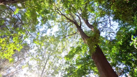sunlight filtering through lush green tree canopy