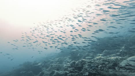 a massive school of fish swims synchronously into the sunlight