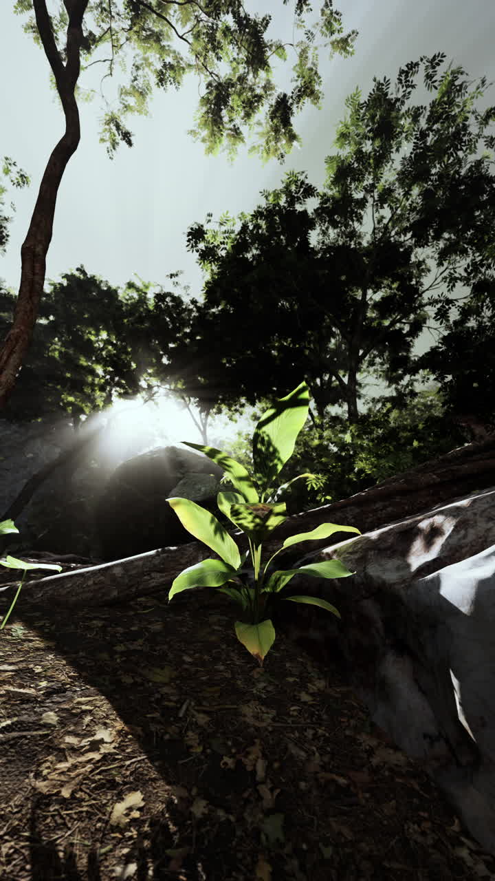 la luz del sol fluye a través del dosel del bosque, iluminando una pequeña planta que crece en el suelo del bosque