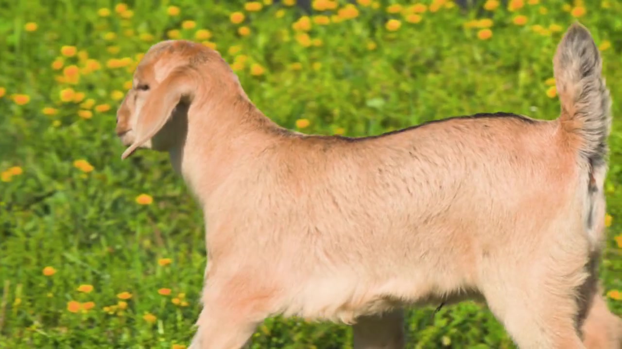 Tan domestic goat walks through lush green grass dotted with small yellow wildflowers in sunlight