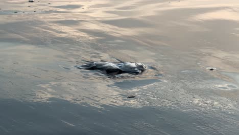 Plastic-bag-in-the-sand-near-the-seawater