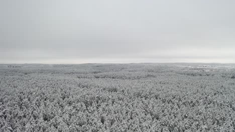aerial: massive and vast forest covered with snow on a dull grey day