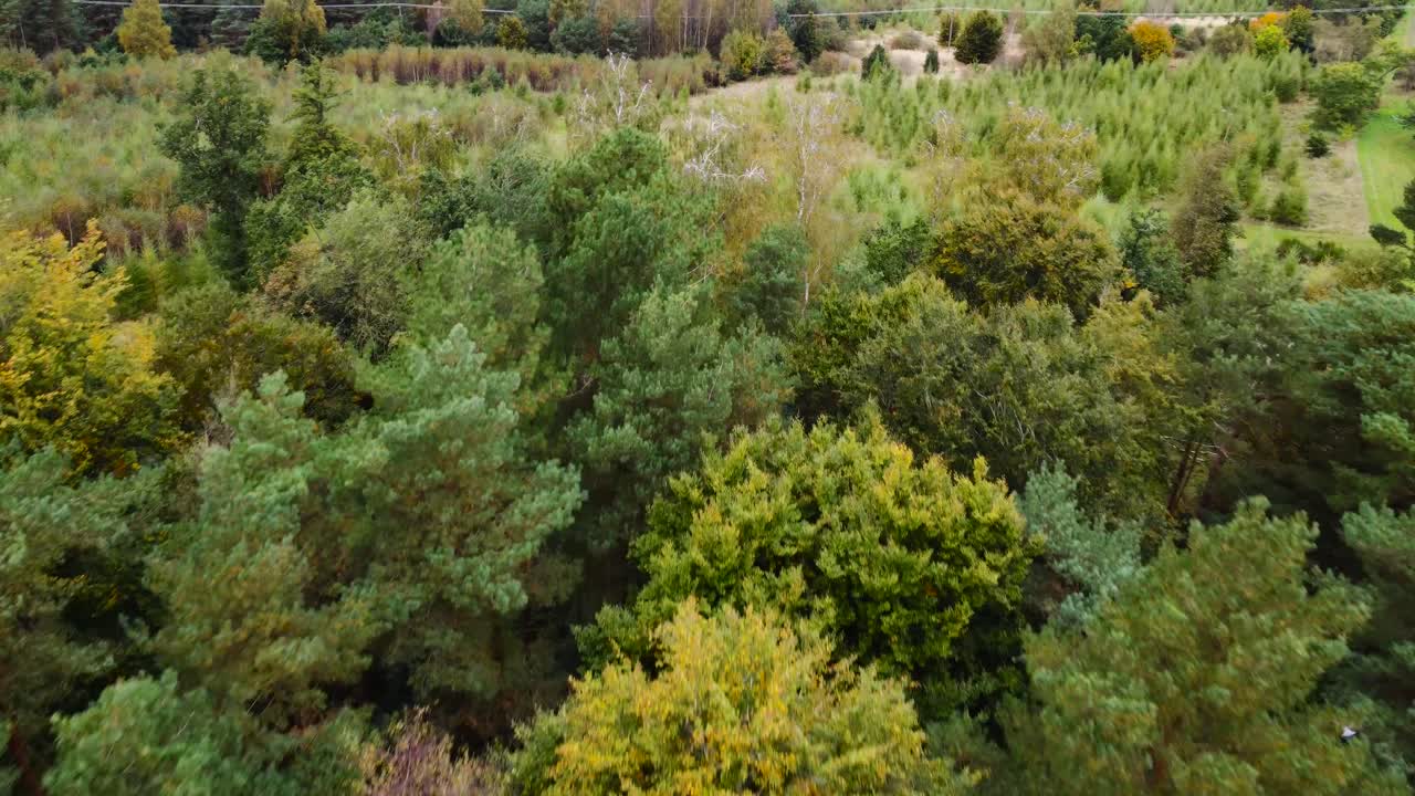 Flock of white birds fly away from trees in the forest - aerial establishing drone flying shot